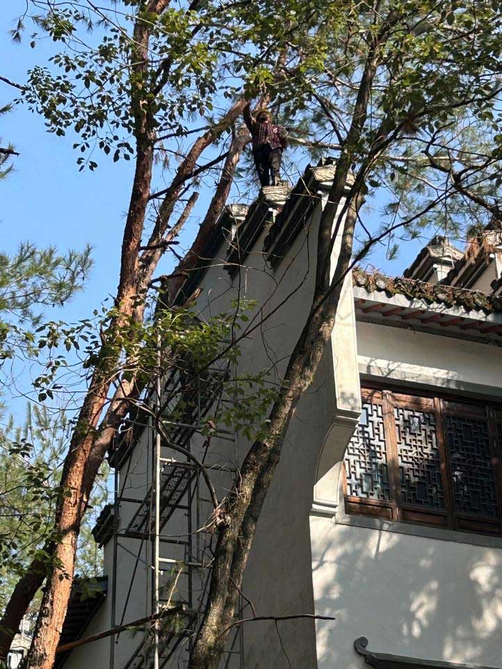 排除隐患,国资公司砍树解民忧