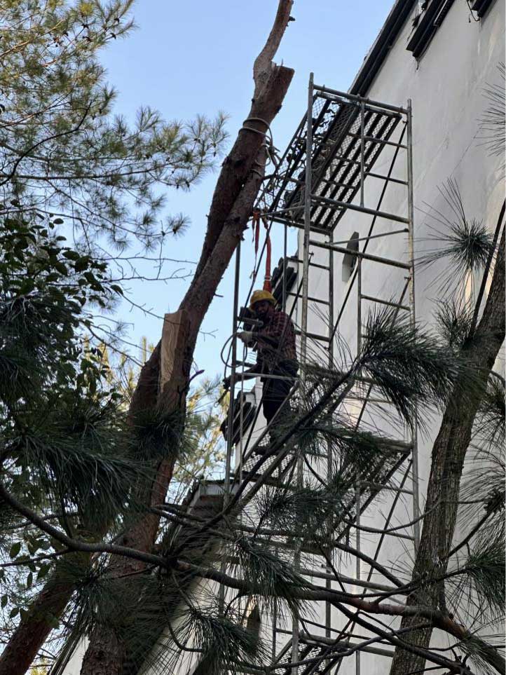 排除隐患,国资公司砍树解民忧