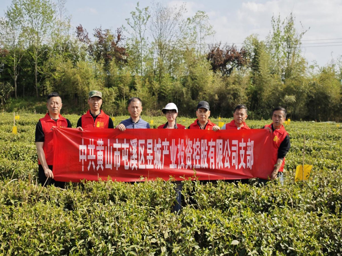 昱城产投公司党支部开展“茶香润初心，党旗映茶园”主题党日活动