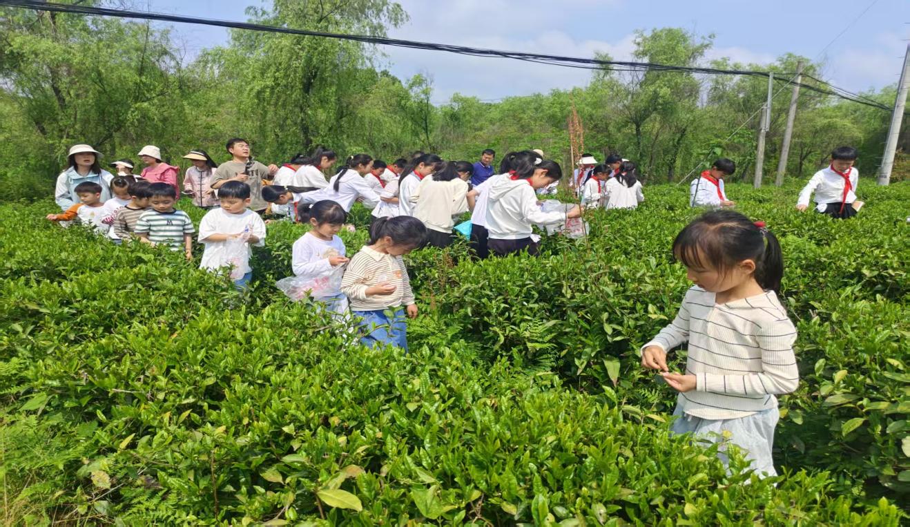区关工委组织学生到实验茶场开展茶文化主题实践活动