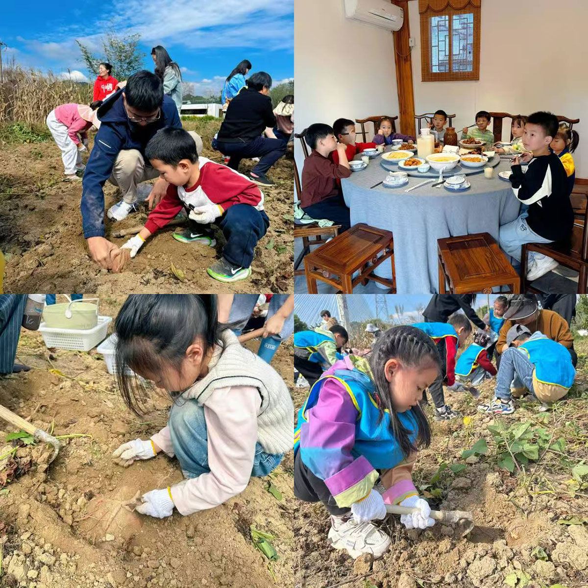 南溪南村：以薯为媒绘新景，活动赋能兴乡村