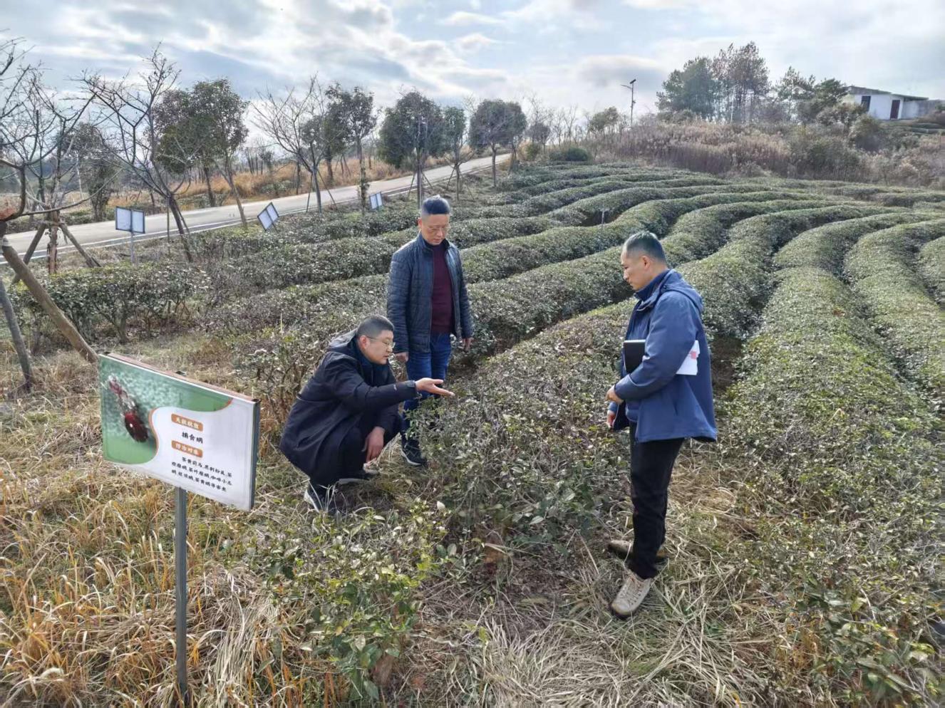 茶叶专家献良策出实招 助力茶园管理提质增效