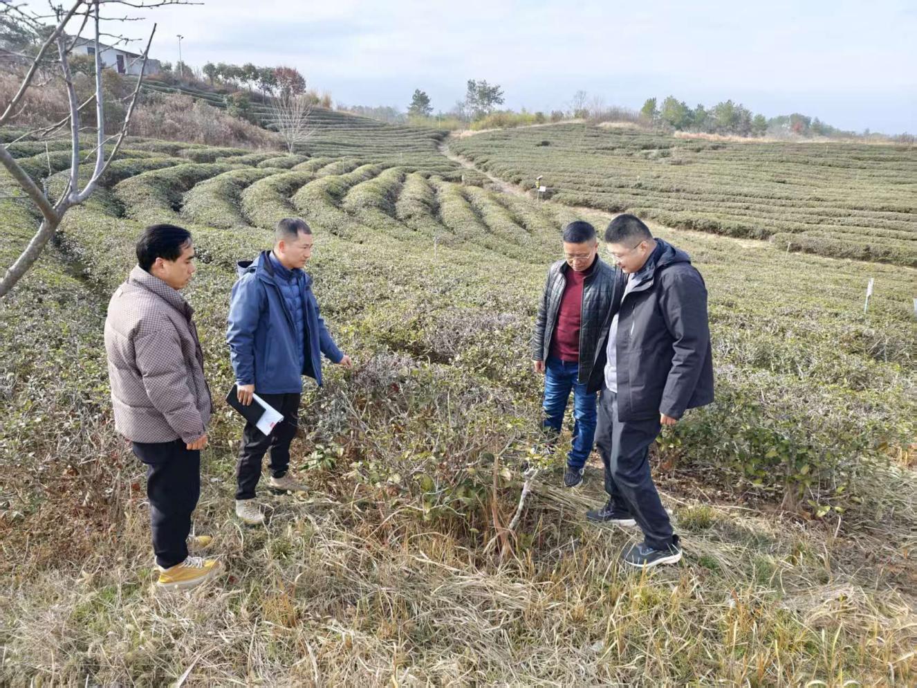 茶叶专家献良策出实招 助力茶园管理提质增效