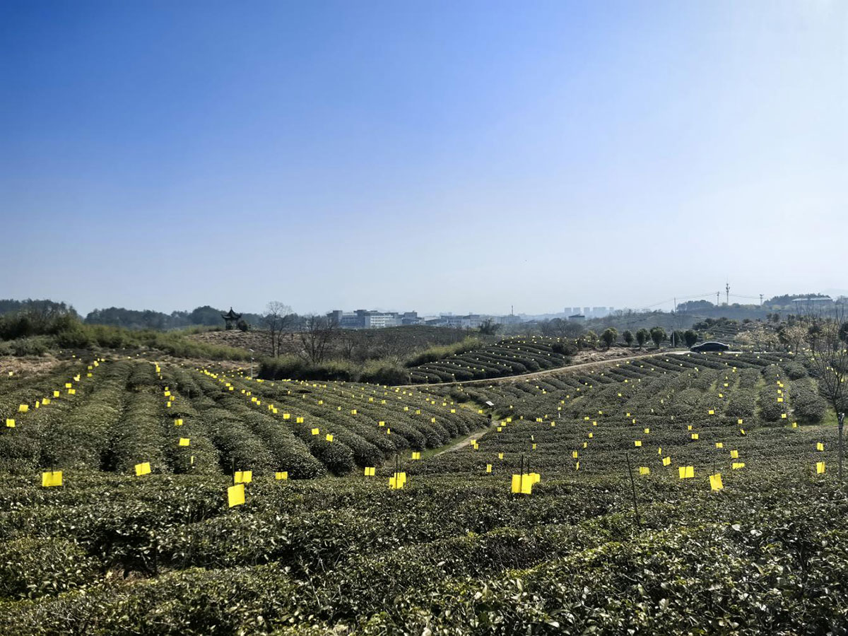 屯溪实验茶场：插放粘虫黄板 护航绿色茶园