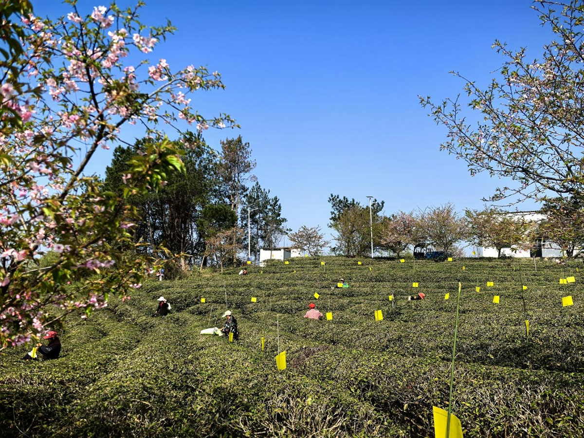 屯溪实验茶场：插放粘虫黄板 护航绿色茶园