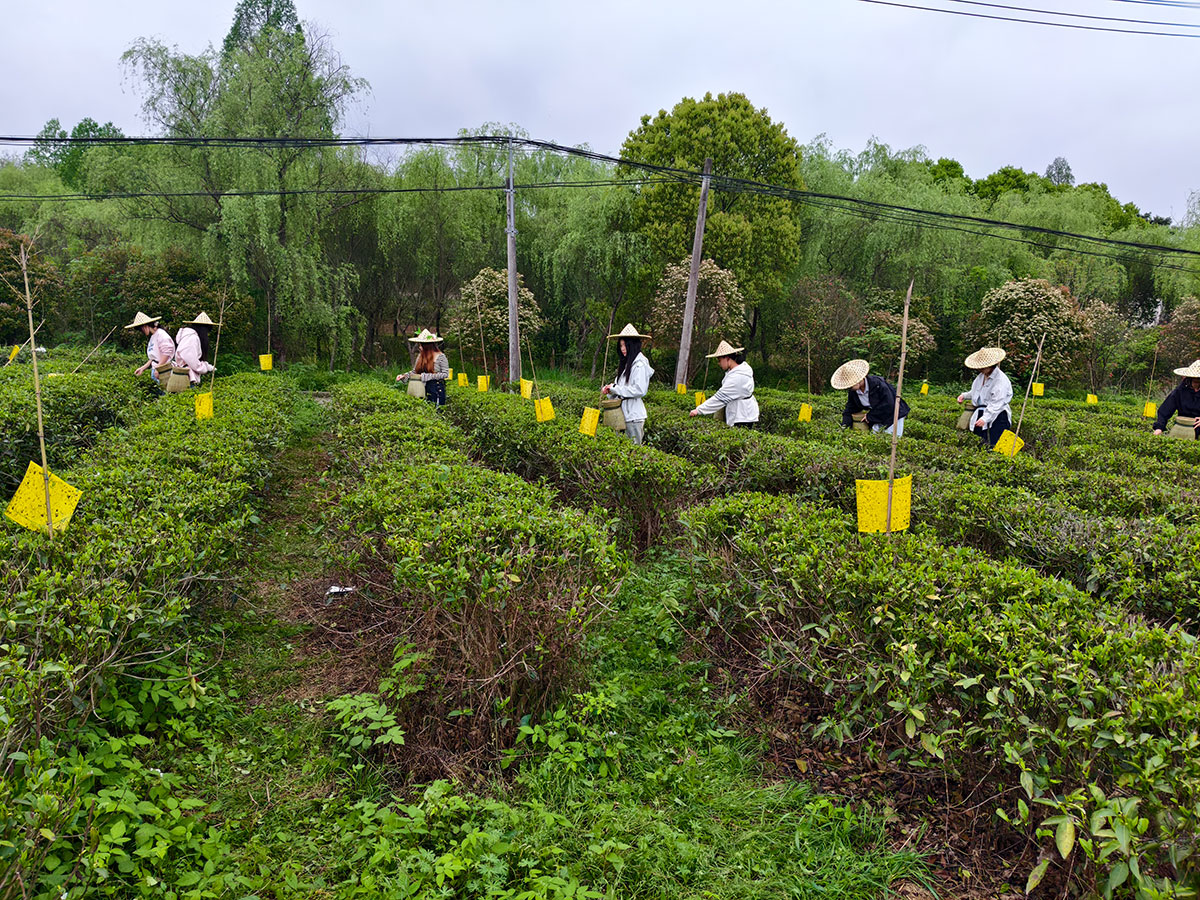 知行共践 产教融合-黄山职业技术学院学生走进实验茶场开展制茶实践活动