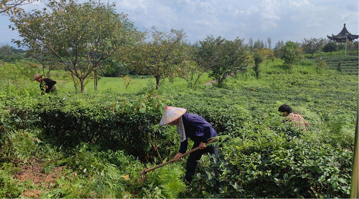 炎炎夏日 坚守初心｜实验茶场扎实推进茶园夏季管护工作