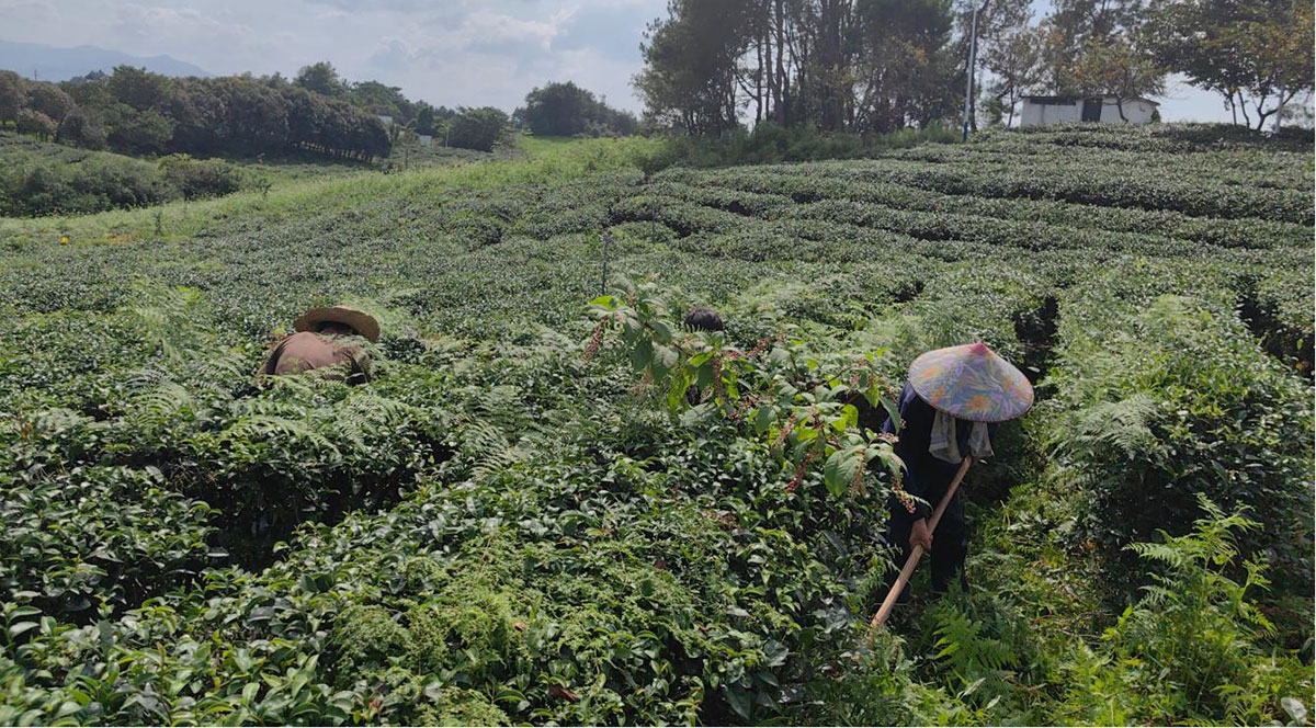 炎炎夏日 坚守初心｜实验茶场扎实推进茶园夏季管护工作